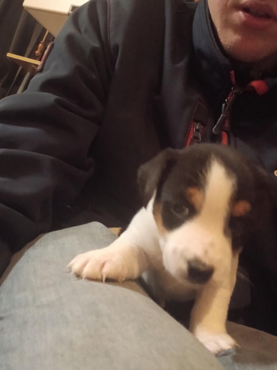 Jack Russel pups te koop