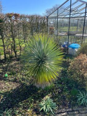 Yucca