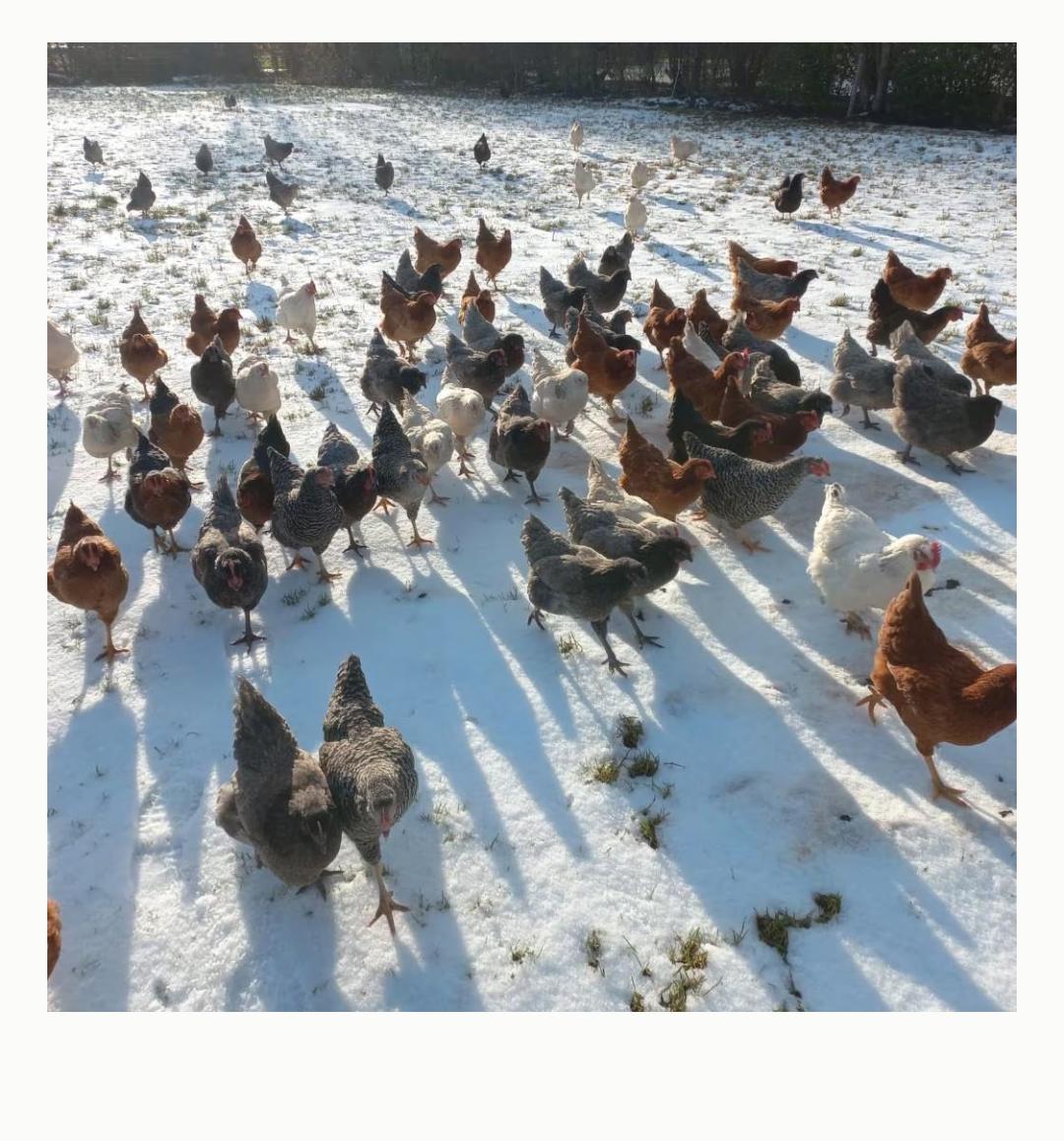 Jonge leghennen te koop