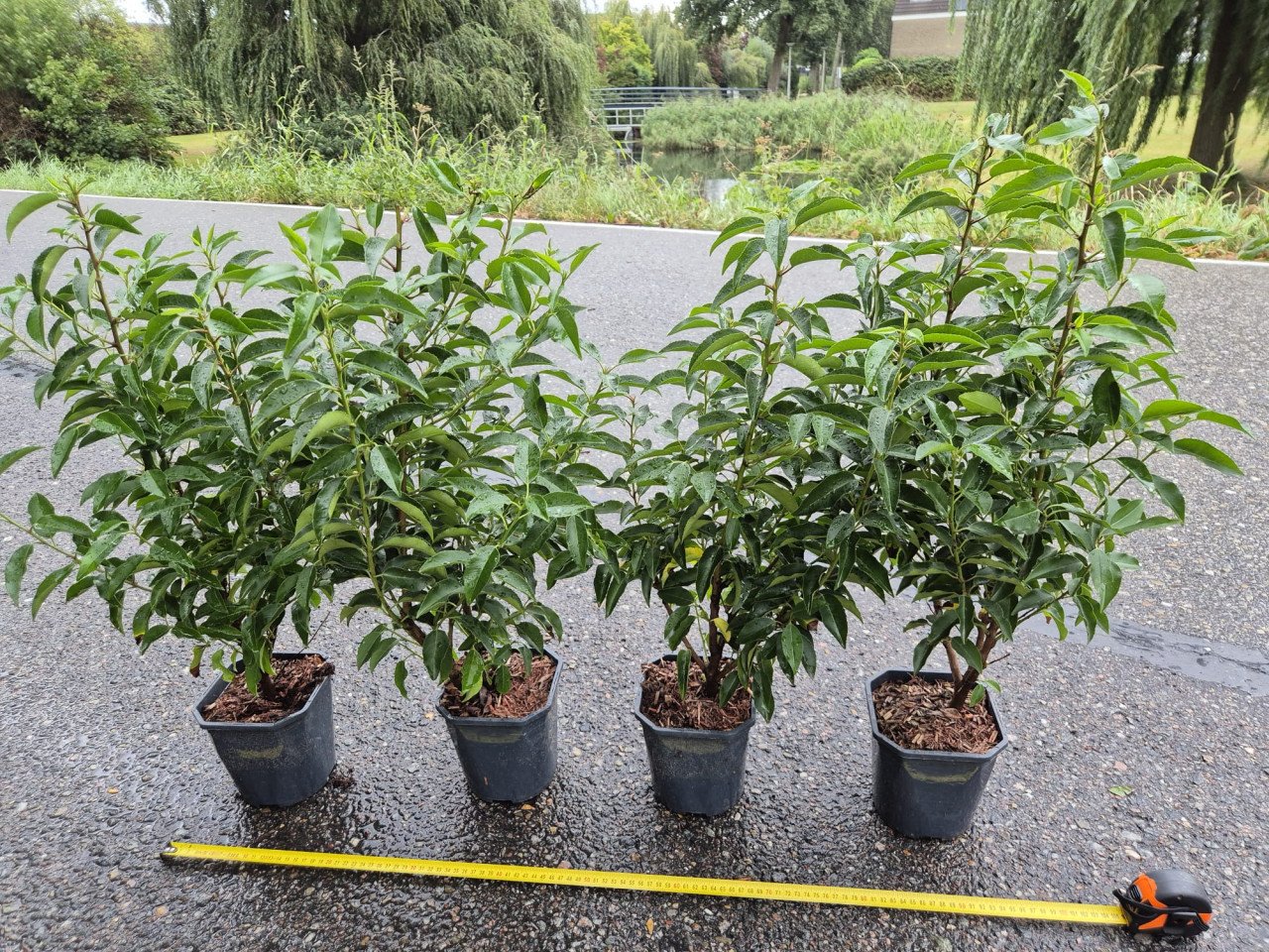 Portugese laurier potgekweekte haagplanten ca. 60 cm