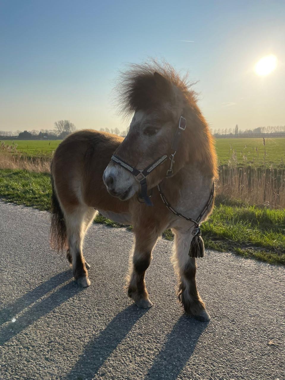 Gezocht: Een fijne en betrouwbare verzorger voor onze mini-paardjes