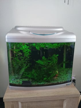 Aquarium incl. garnalen en guppy's