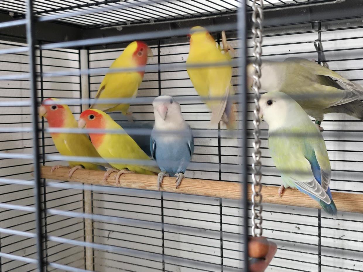 Te Koop: Agapornis Roseicollis
