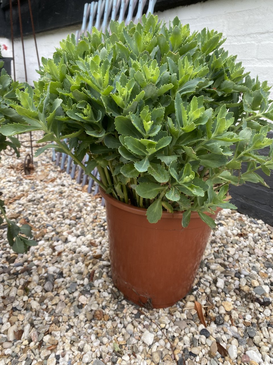 Sedum herbstfreude planten