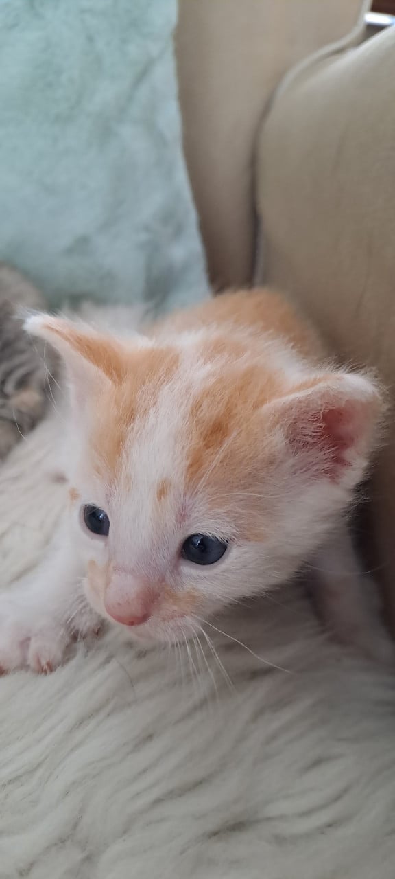 Schattige prachtige kittens