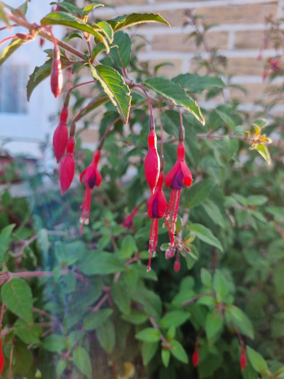 Fuchsias