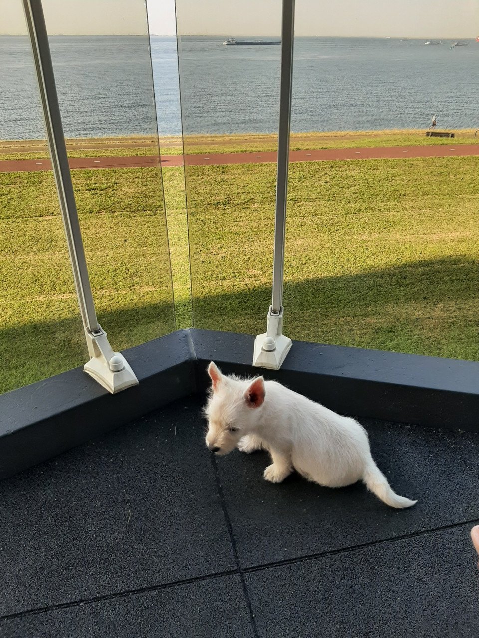 West highland White Terrier