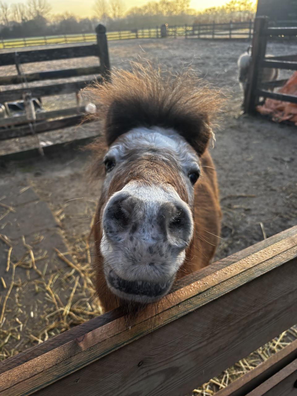 Verzorger gezocht voor mini pony’s 🐴