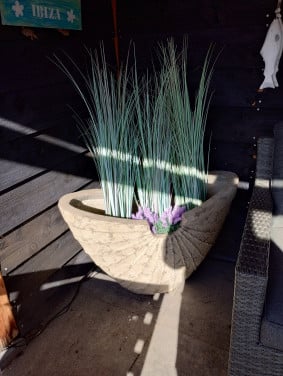 Grote schelpen pot met nepplanten