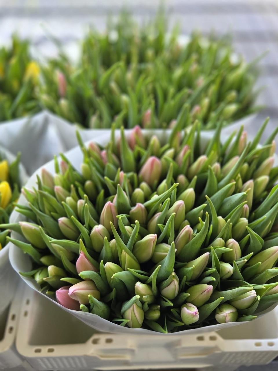 Verse Tulpen 10 stelen per bos