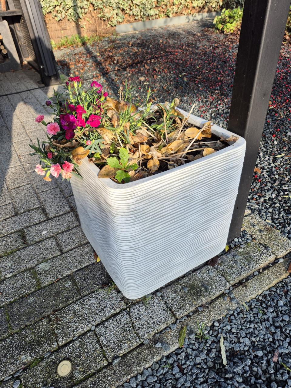 Bloembakken Capi met hosta