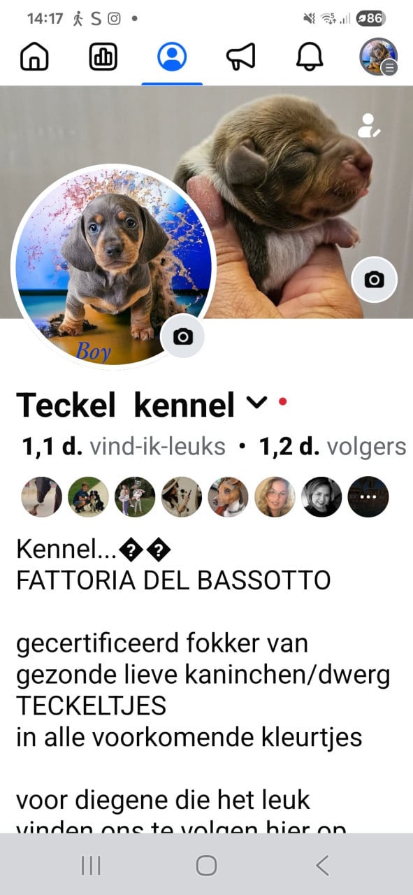 Prachtige dwergteckel pupjes beschikbaar