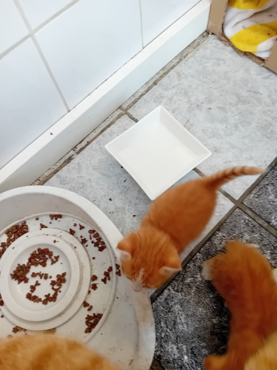 Kittens