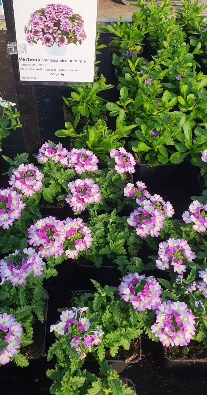TUINPLANTEN Oudelande