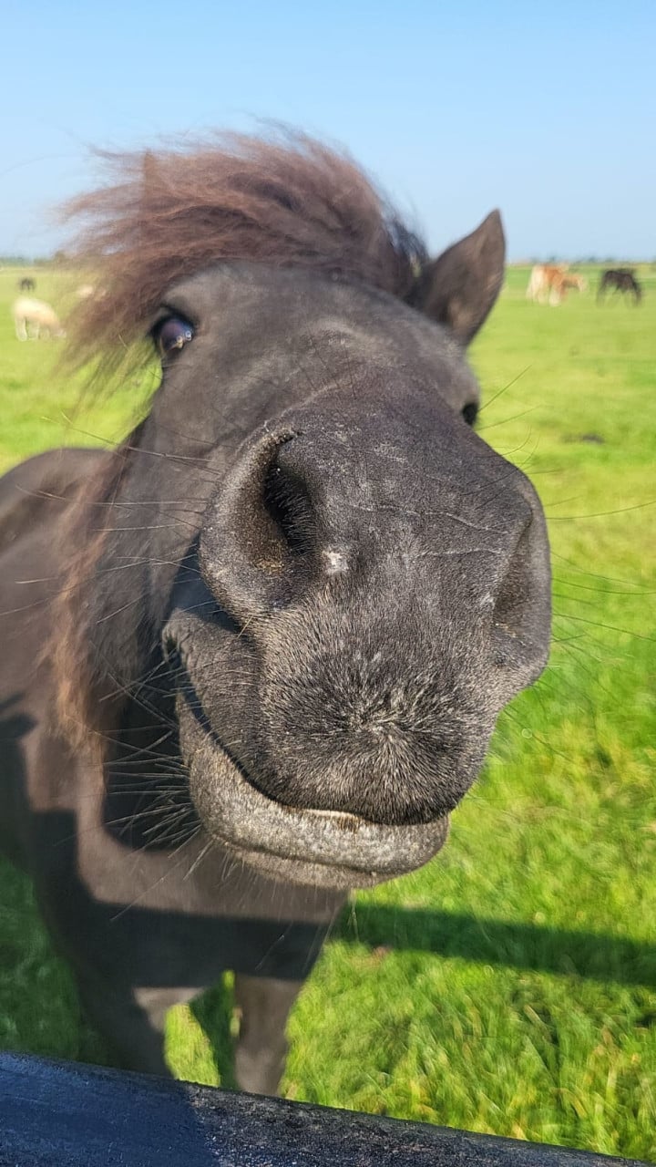 Ponykamp In Middelburg!