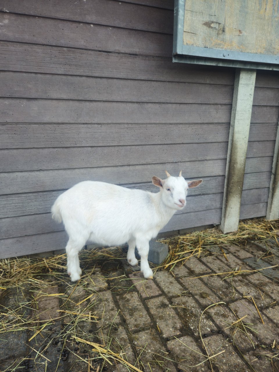 Onze lieve geitjes zoeken een nieuw thuis!