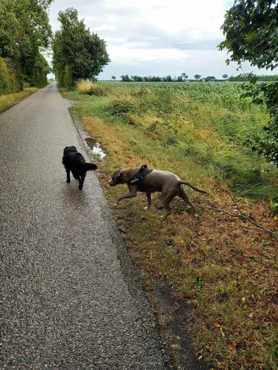 Hond(en) die ik mag uitlaten gevraagd.