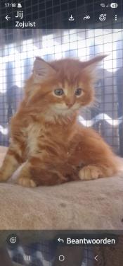 Te koop mooie Maine Coons katertjes