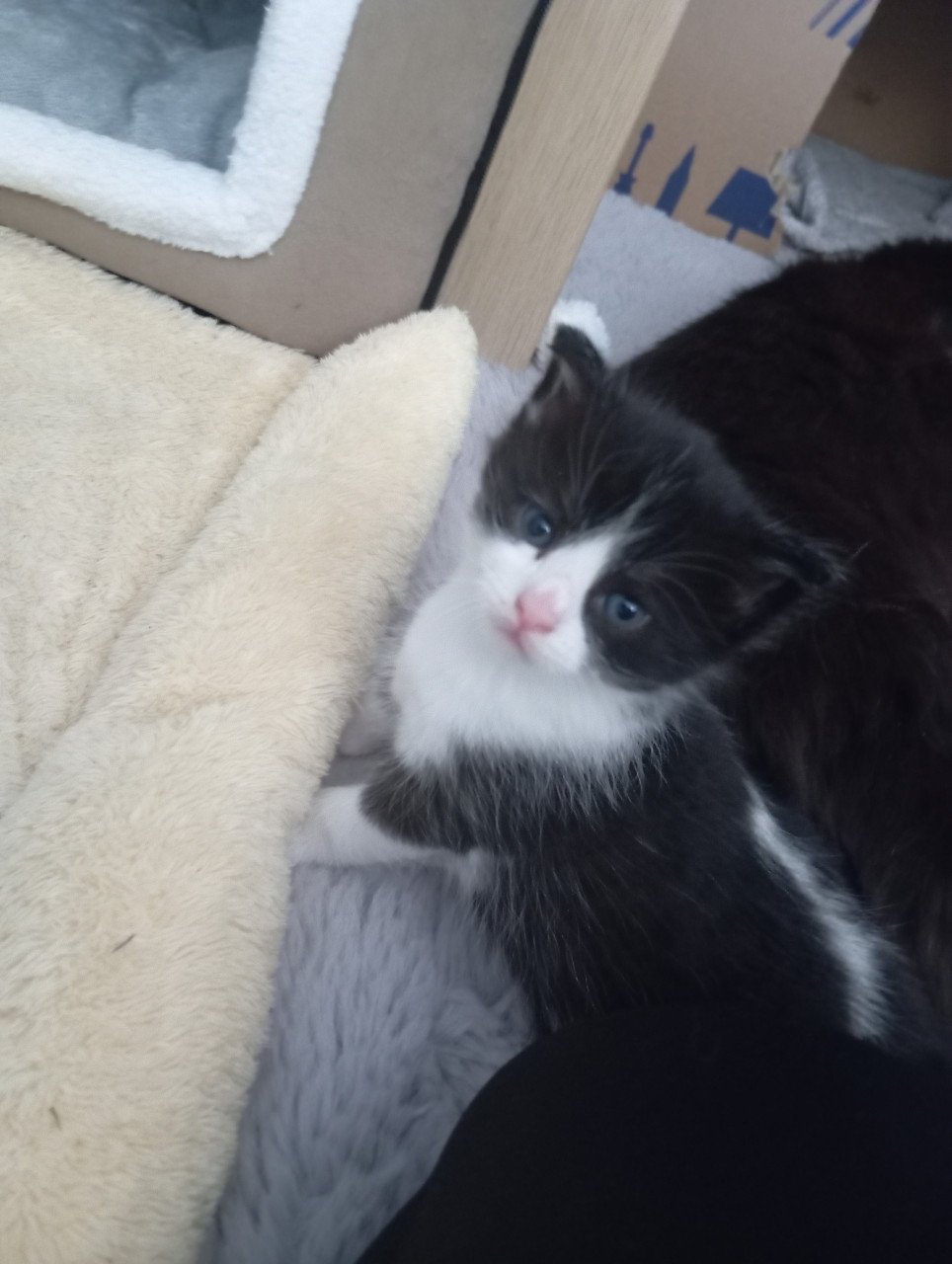 Kittens