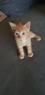 Gratis kittens