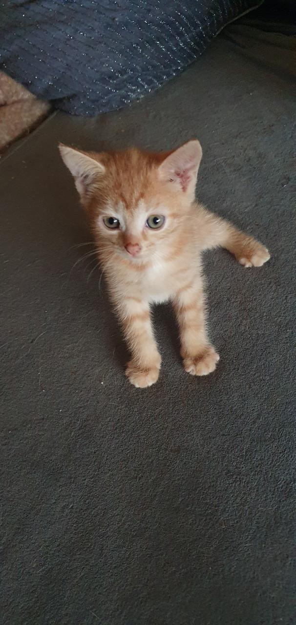 Gratis kittens