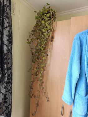 Hangplant meer dan 1 meter