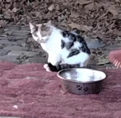 Kittens