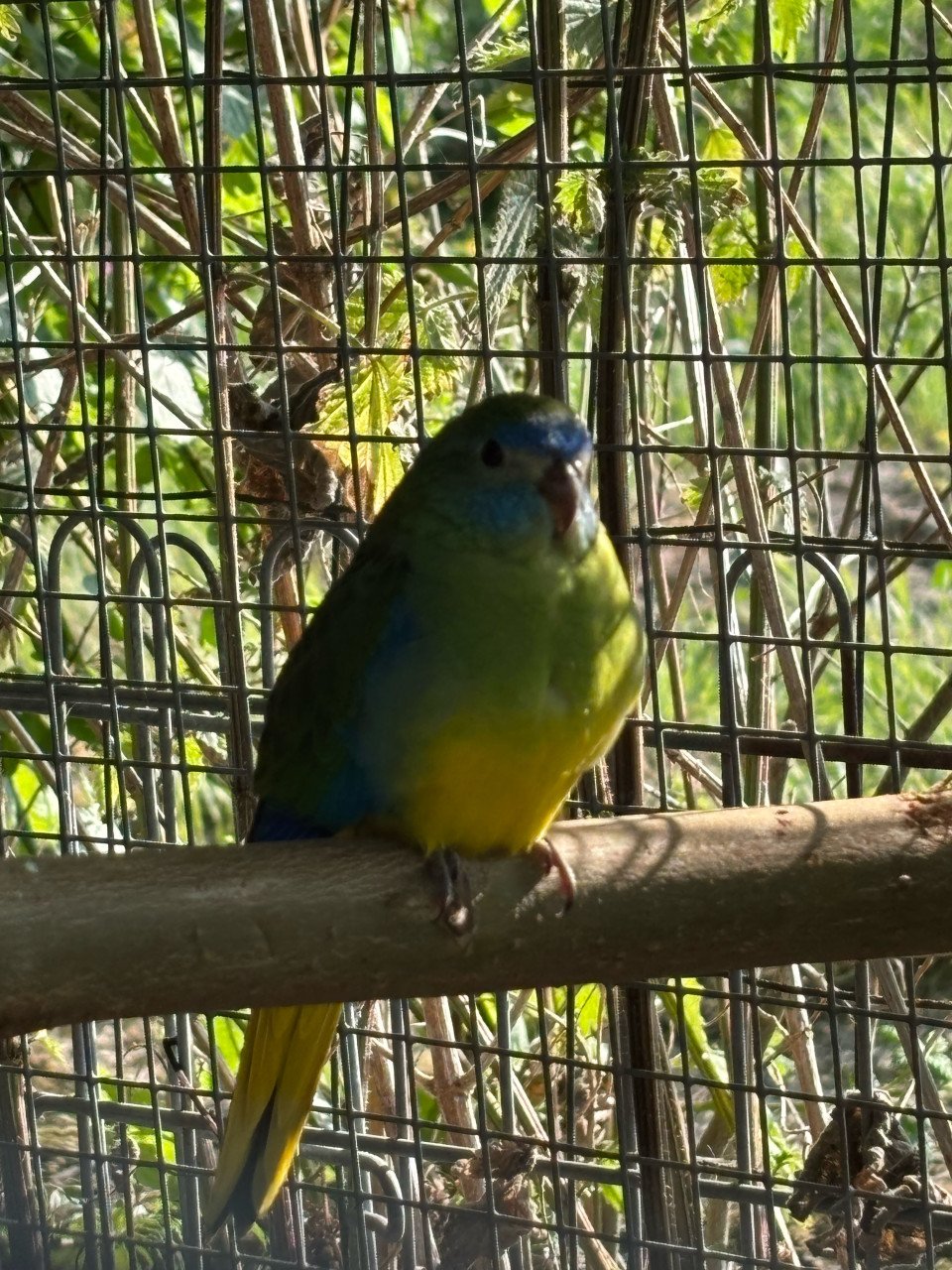 Turquisine parkieten
