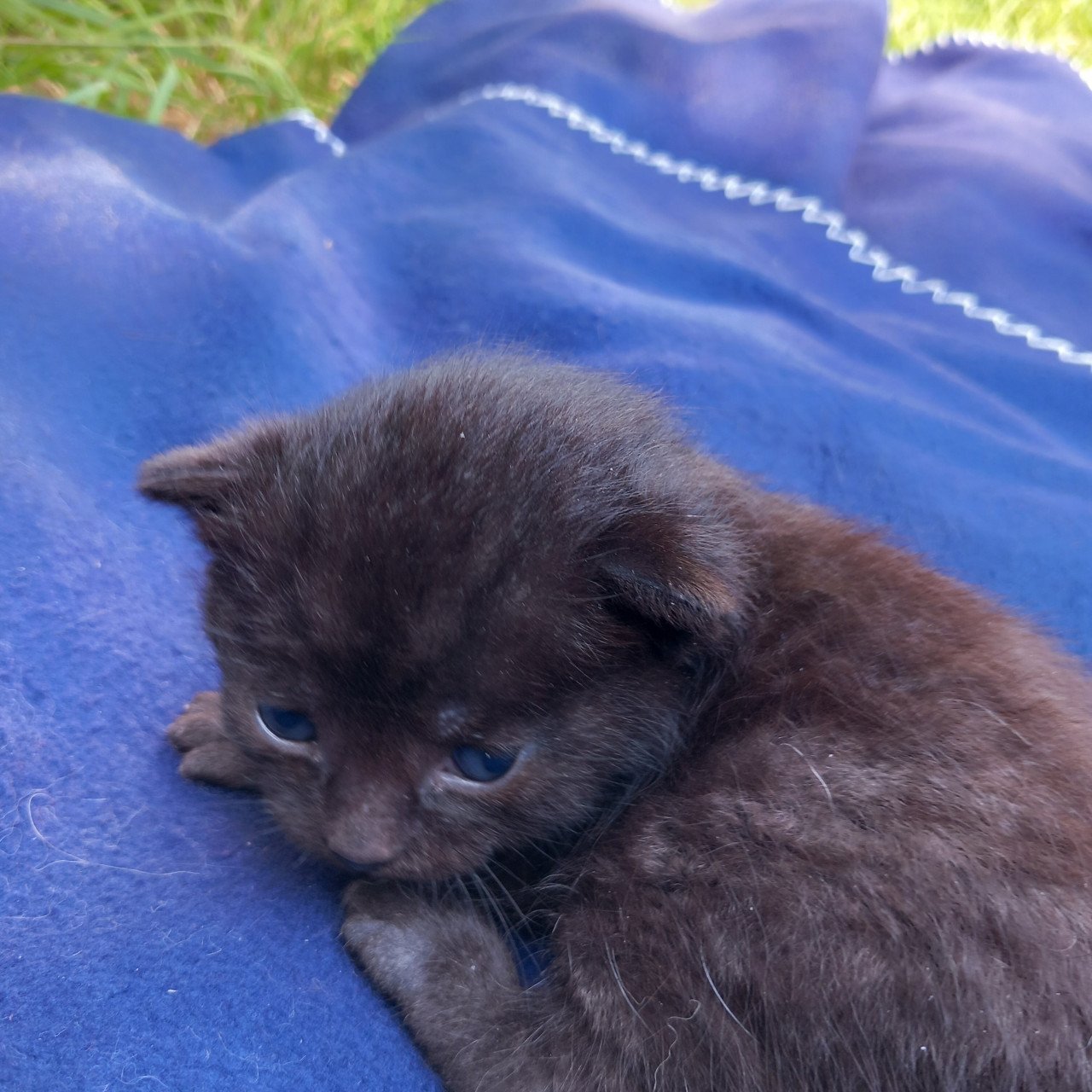 2 prachtige nestjes kittens