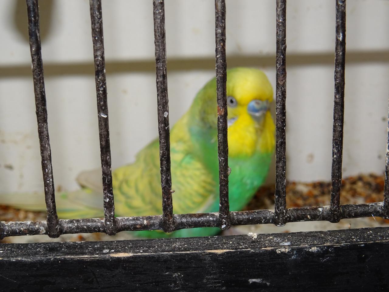 Te koop mooi koppeltje grasparkietjes broedrijp