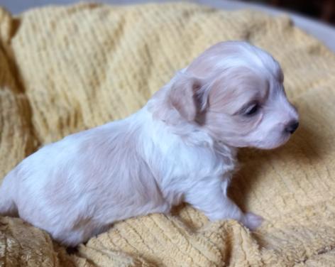 Boompoo pups
