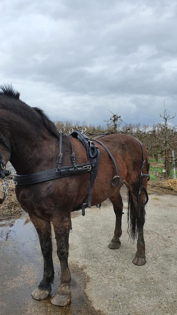 Paard
