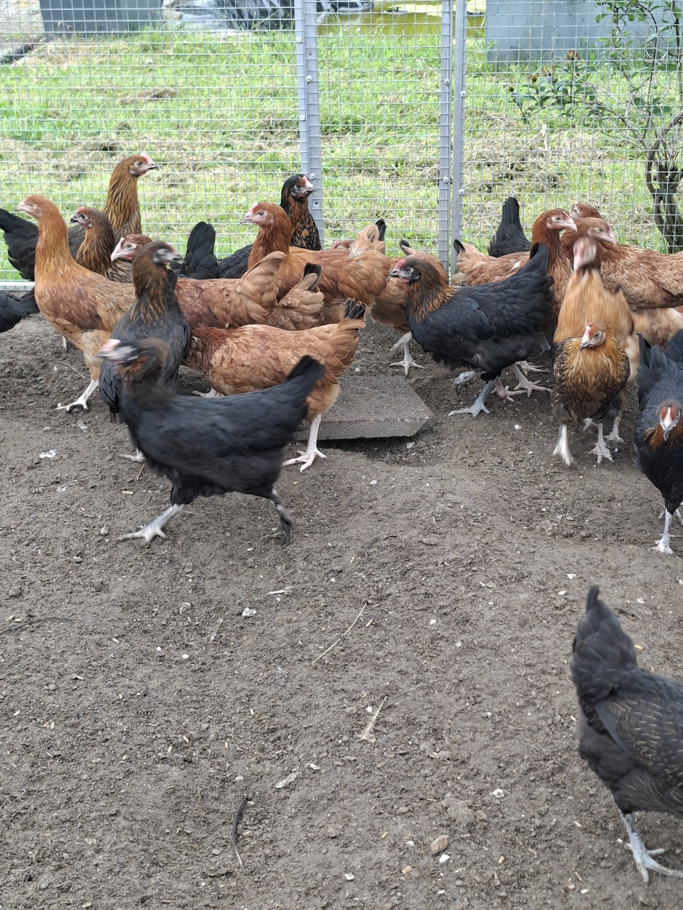 Marans hennen, 2 kleuren