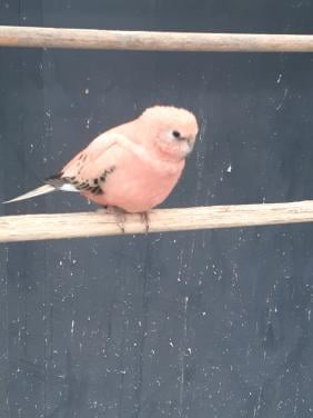 Roze bourk man van 2025