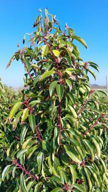 Te koop portugese laurier