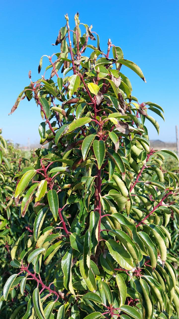 Te koop portugese laurier