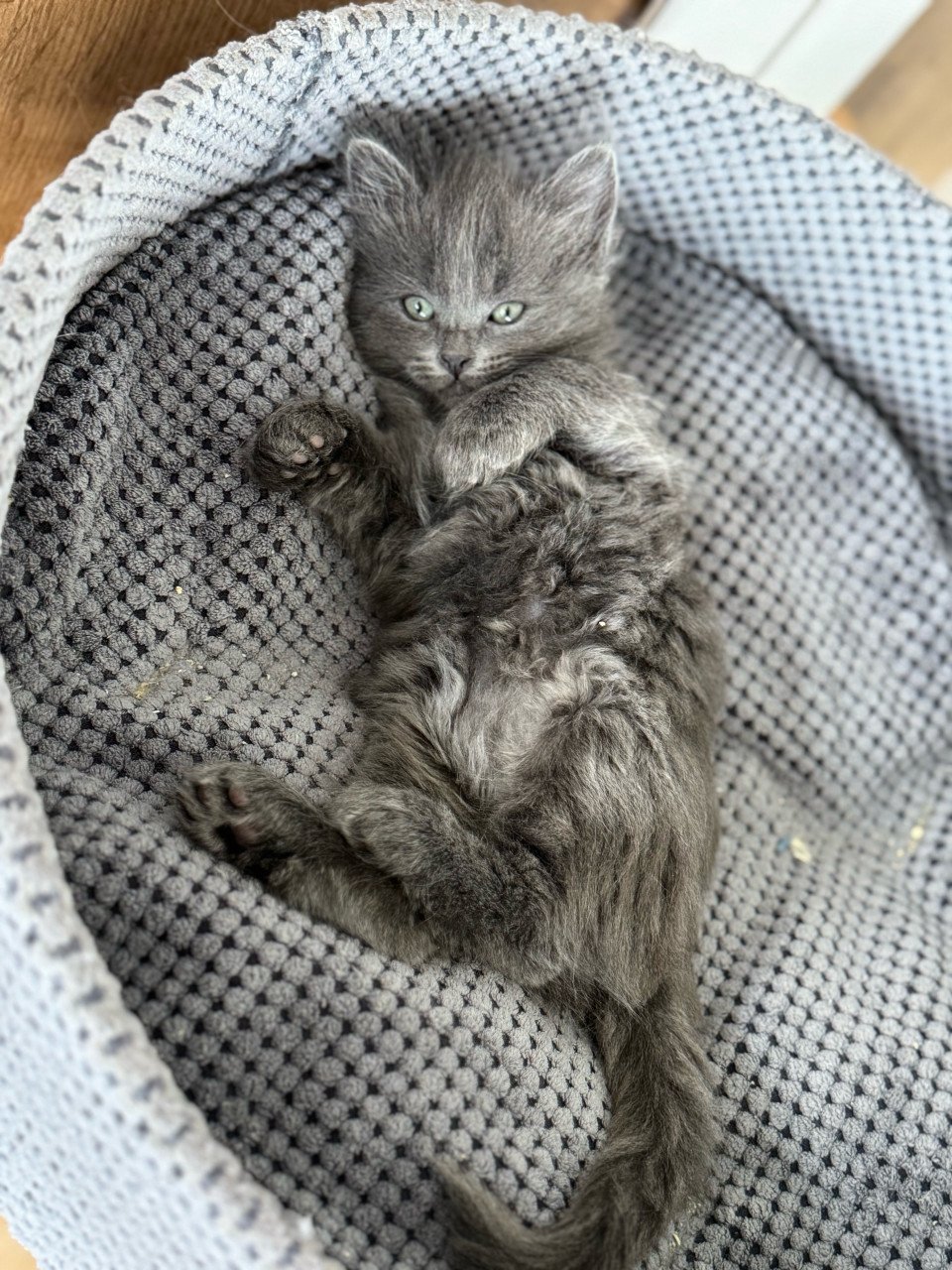 Super lief poesje Ragdoll x Nebelung poesje blauw / grijs