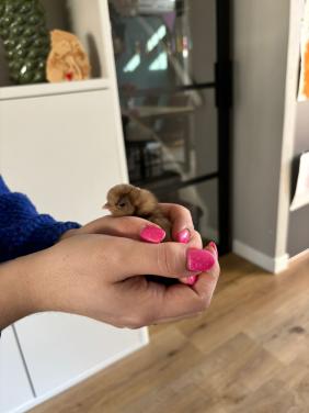 Zijdehoen en chabo kuikens