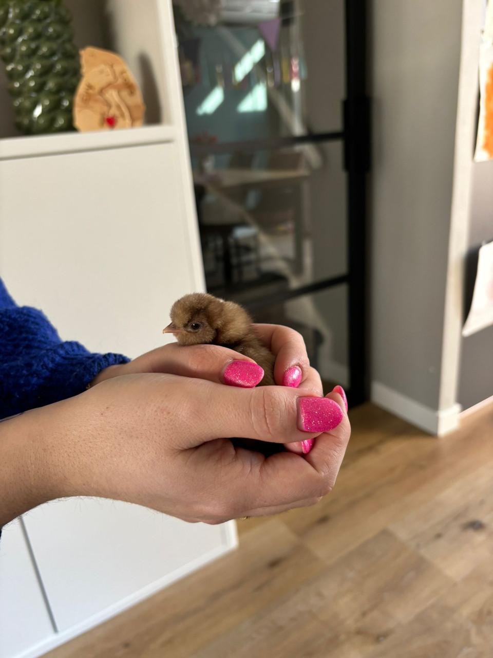 Zijdehoen en chabo kuikens