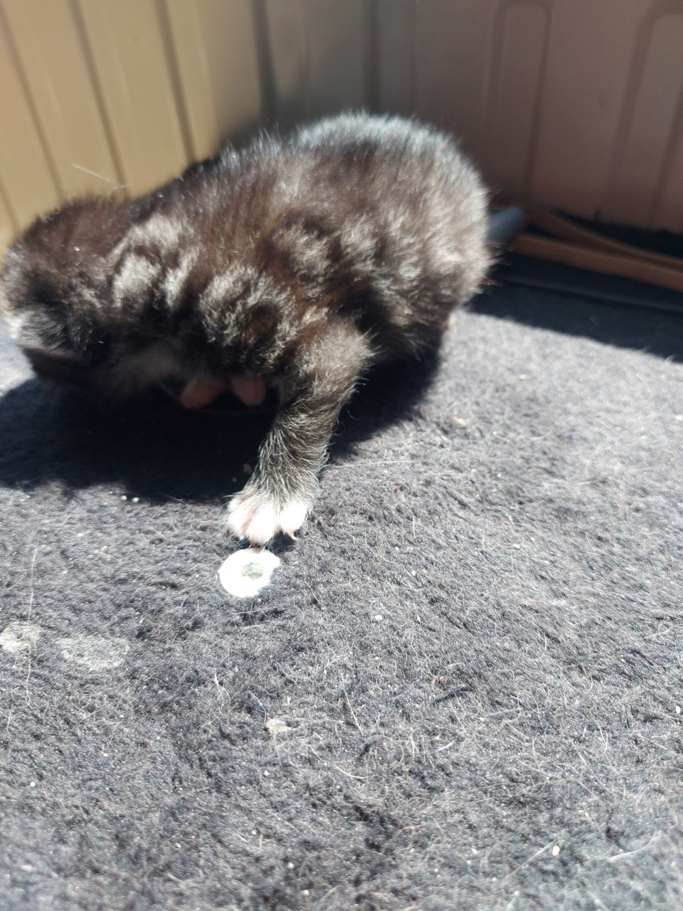 4 kittens 50 euro per kitten