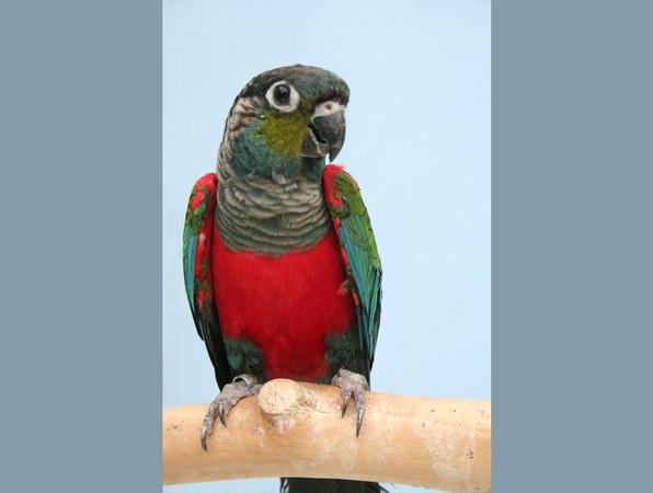 Roodbuikparkiet / Pyrrhura Perlata