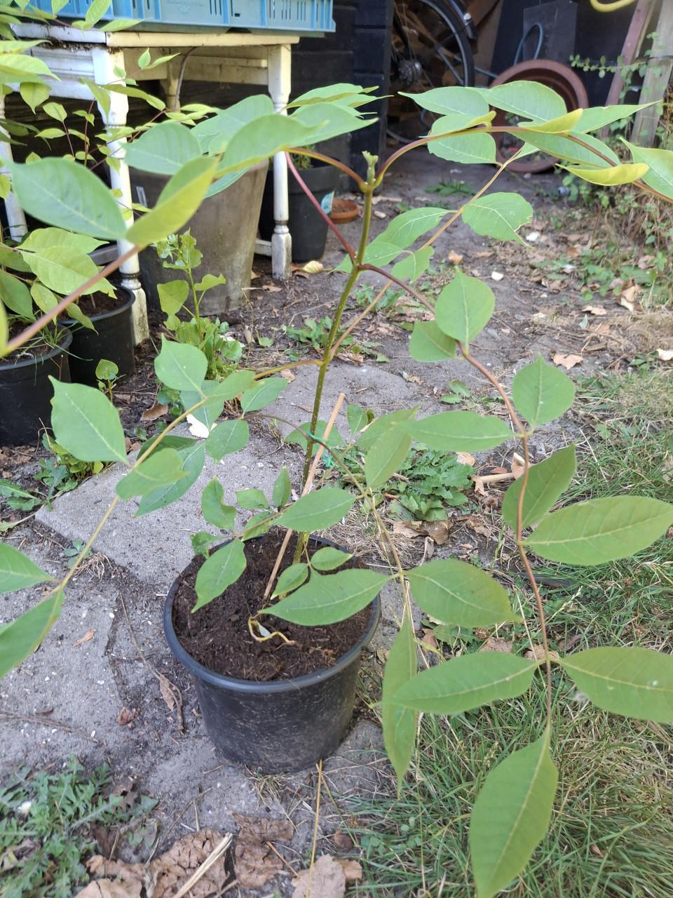Bijenboom