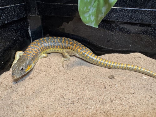Schneiders skink