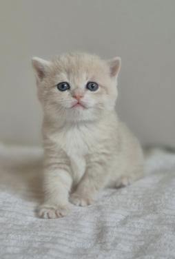 Britse korthaar kittens