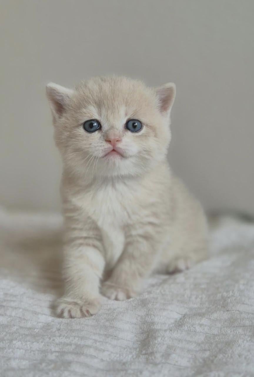 Britse korthaar kittens