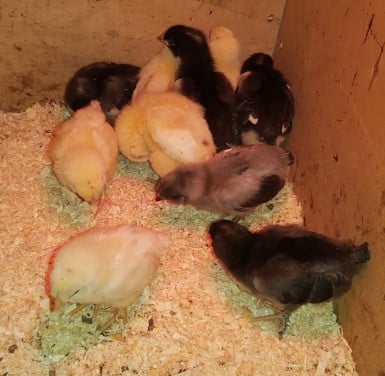 10 kuikens van kleurenleggers/olijfleggers.