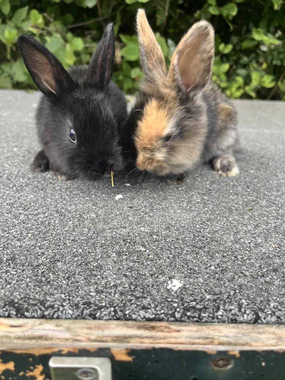 Baby konijntjes