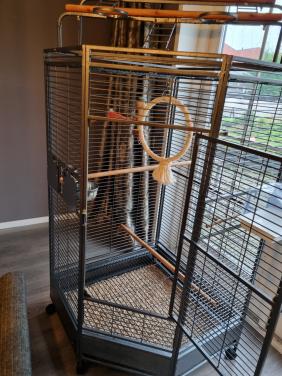 Papegaaien kooi hoek