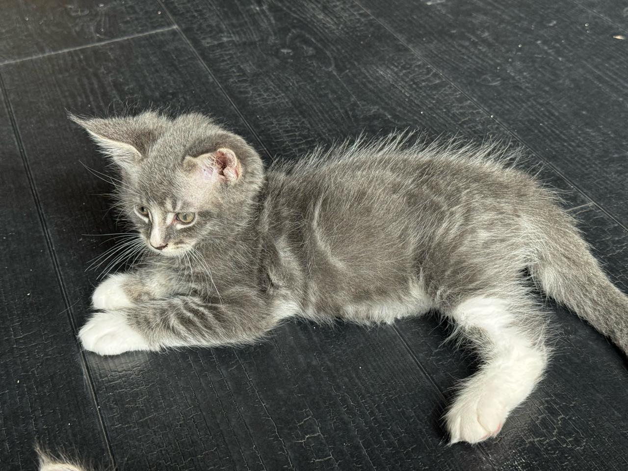 Maine coon kittens te koop!