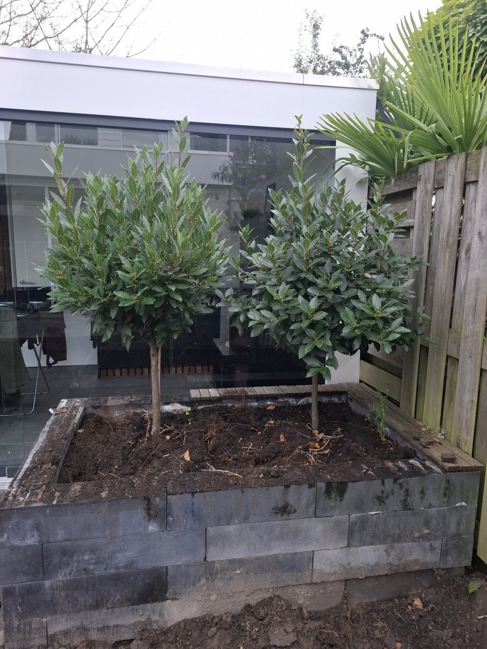 Laurier bomen